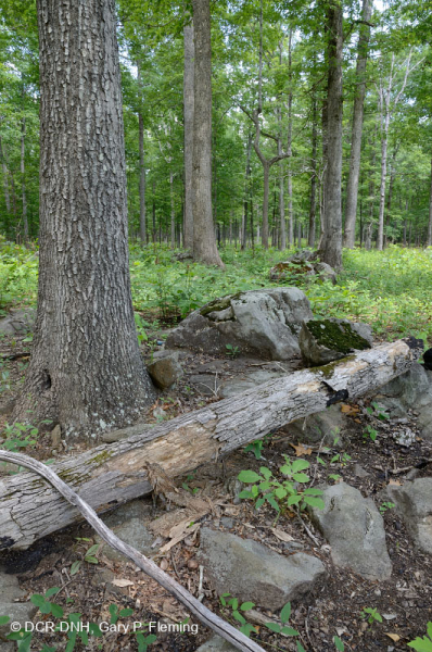 Rừng sồi-hickory cơ bản/Xavan – CEGL003721