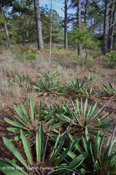 Rừng thông Loblolly / Cát thạch nam – CEGL006052