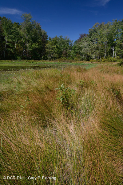 Ao núi Appalachian Trung tâm (Buttonbush - Loại cói Threeway) – CEGL003746