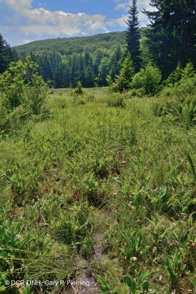 Đầm lầy rò rỉ Appalachian Trung tâm / Allegheny Cao – CEGL008534