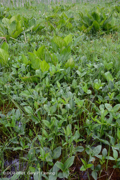Thung lũng Shenandoah Prairie Fen - CEGL006170