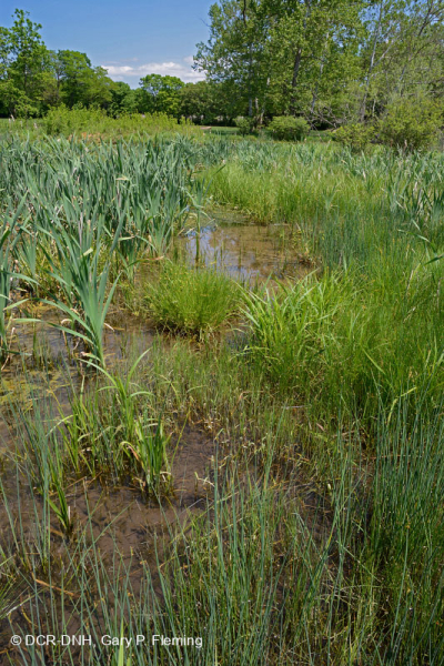 Ridge and Valley Calcareous Spring Marsh (Loại đầm lầy Marigold) – CEGL006245