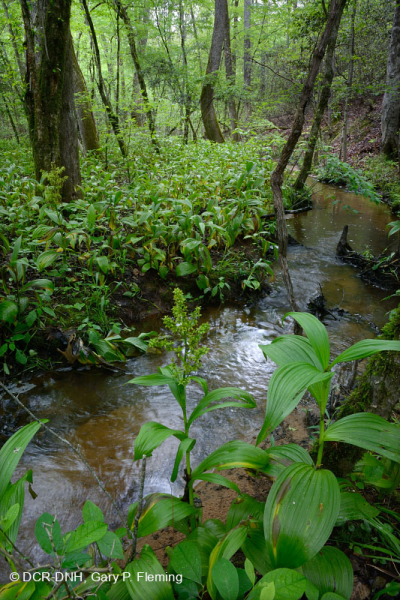 Đầm lầy thấm canxi đồng bằng ven biển – CEGL006413