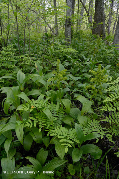 Đầm lầy thấm canxi đồng bằng ven biển – CEGL006413