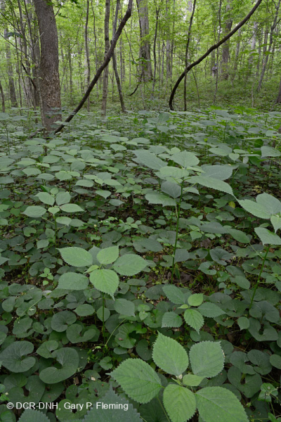 Rừng Mesic cơ bản của Nam Piedmont - CEGL008466