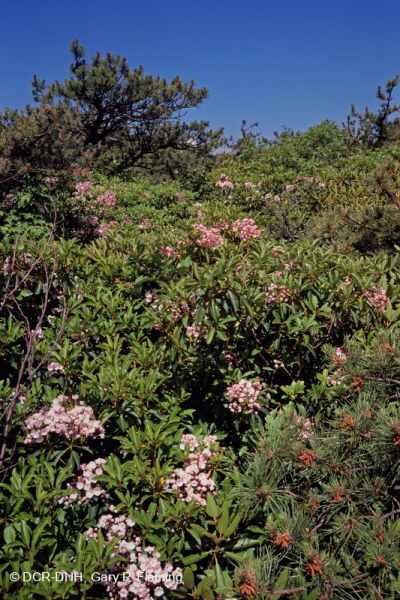 Thông Appalachian Trung tâm - Rừng sồi / Cây thạch nam – CEGL004996