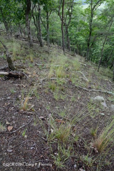 Đá phiến sét Appalachian Trung tâm cằn cỗi (Kiểu phía Bắc) – CEGL006288