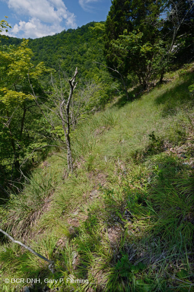 Rừng Dolostone Ridge và Valley – CEGL006030