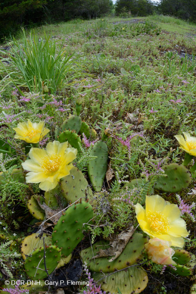 Đá vôi hàng năm Flatrock Barren – CEGL007073