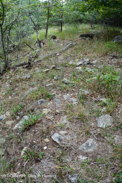 Rừng siêu mafic Blue Ridge phía Nam – CEGL004968