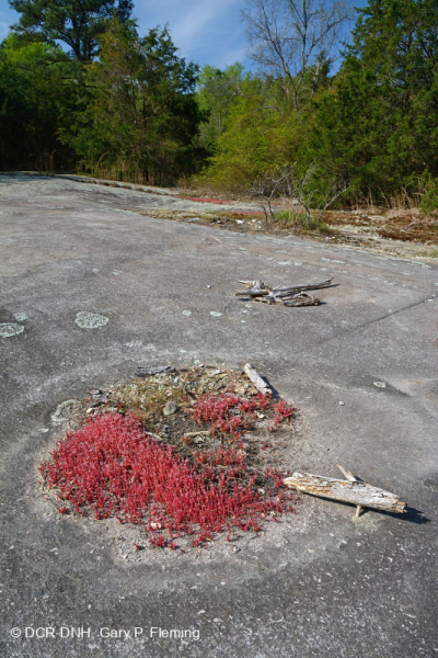 Đá granit Piedmont Flatrock – CEGL003857