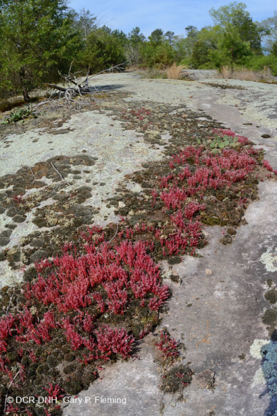 Đá granit Piedmont Flatrock – CEGL003857