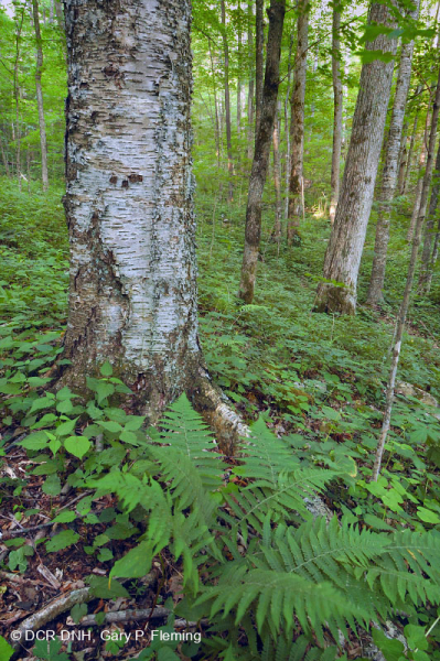 Rừng Rich Cove ở độ cao lớn phía Nam Appalachian – CEGL004973