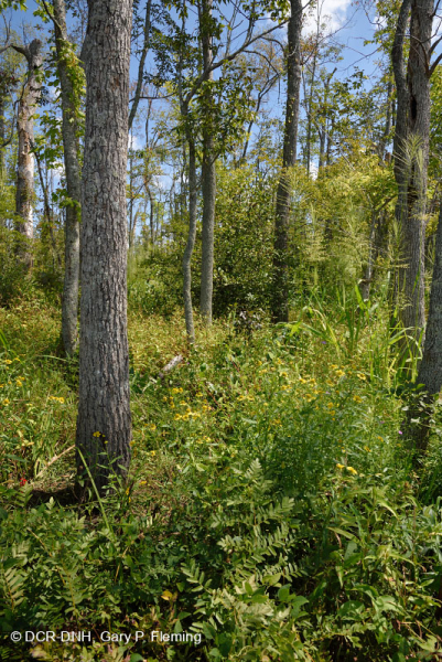 Đầm lầy gỗ cứng thủy triều nước ngọt – CEGL006287