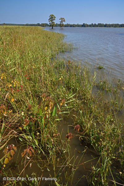 Bờ sông thủy triều năng lượng cao (Loại bãi bùn Arrow-Arum - Bulrush) - CEGL006578