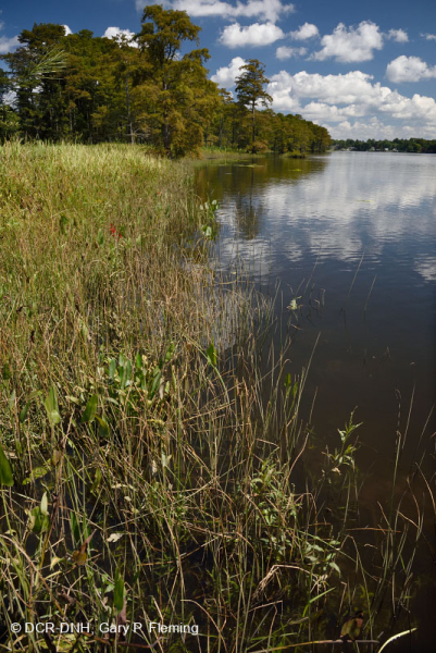 Bờ sông thủy triều năng lượng cao (Loại bãi bùn Arrow-Arum - Bulrush) - CEGL006578
