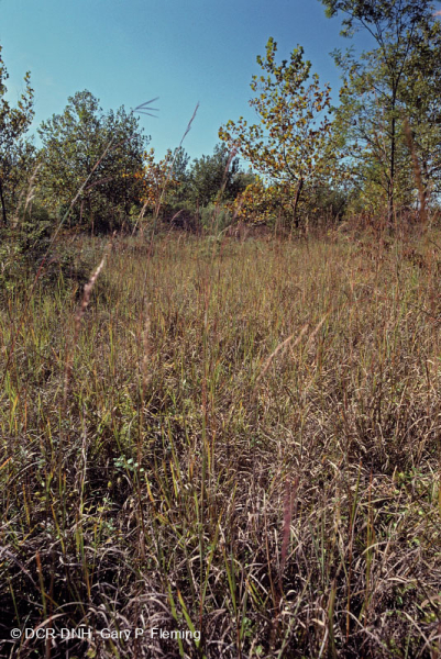 Đồng cỏ cao Appalachian Wet-Mesic - CEGL006039