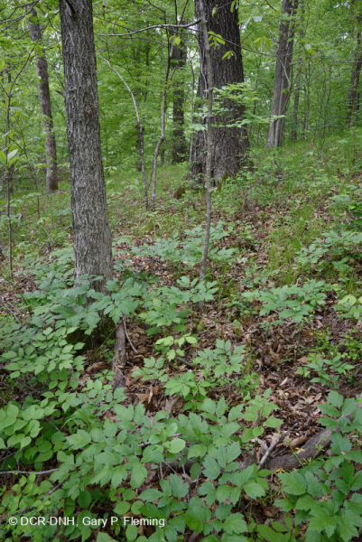 Sồi cơ bản Southern Piedmont - Rừng Hickory – CEGL007232