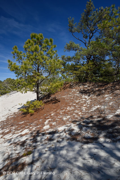 Rừng thông Loblolly / Cát thạch nam – CEGL006052