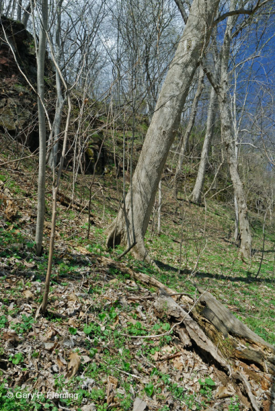 Rừng Mesic cơ bản Trung Appalachian / Piedmont (Twinleaf - Loại Blue Cohosh) - CEGL008412