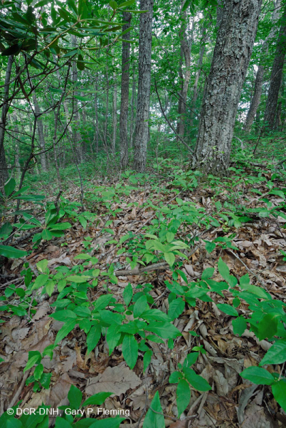 Rừng sồi hạt dẻ Appalachian phía Nam – CEGL006271