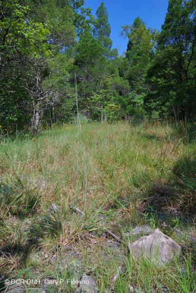 Đá vôi / Dolostone Barren (Loại thung lũng và sườn núi phía Nam) – CEGL005131