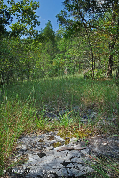 Đá vôi / Dolostone Barren (Loại thung lũng và sườn núi phía Nam) – CEGL005131