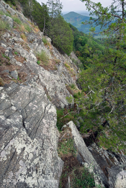 Đất Mafic/Cằn cỗi có đá vôi ở Trung Appalachian (Loại có độ cao thấp) – CEGL006037 (một phần)