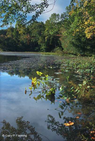 Đầm lầy Arrow-Arum – CEGL004291