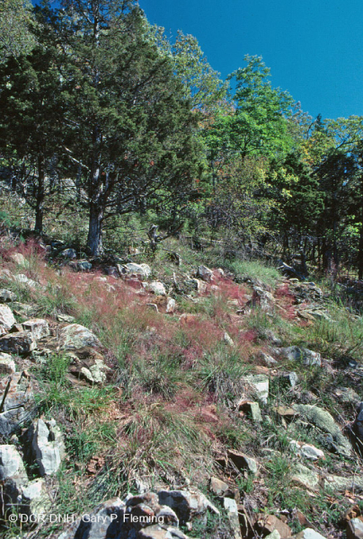 Đất Mafic/Cằn cỗi có đá vôi ở Trung Appalachian (Loại có độ cao thấp) – CEGL006037 (một phần)