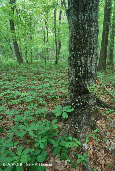 Rừng Mesic cơ bản của Nam Piedmont - CEGL008466