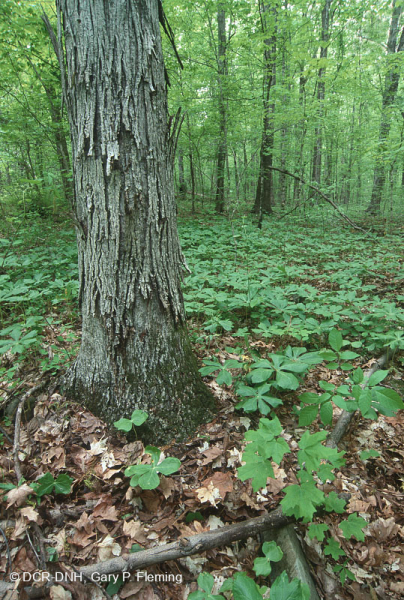 Rừng Mesic cơ bản của Nam Piedmont - CEGL008466