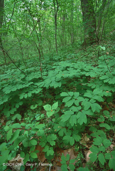 Rừng Mesic cơ bản Trung Appalachian / Piedmont (Twinleaf - Loại Blue Cohosh) - CEGL008412