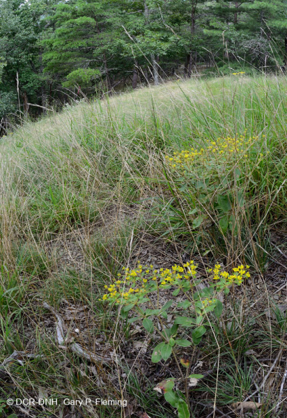 Đá phiến Appalachian Trung tâm cằn cỗi (Loại đồng cỏ/trọc đá phiến) – CEGL008530