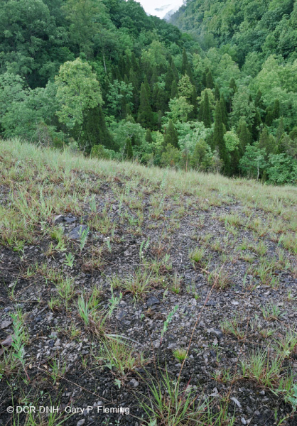 Đá vôi / Dolostone Barren (Loại sườn đồi và thung lũng) – CEGL004738