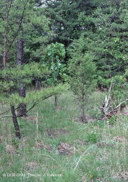 Rừng siêu mafic Piedmont