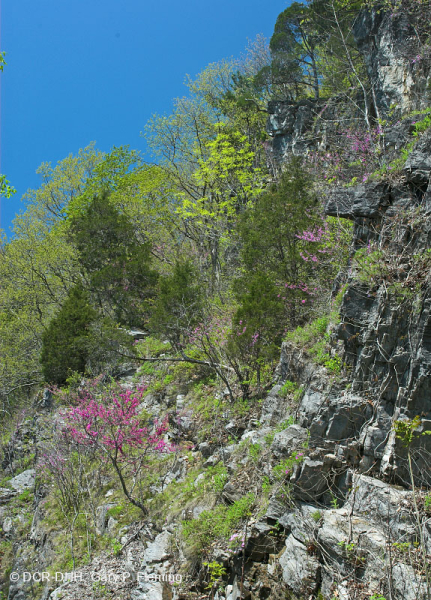 Cây sồi Chinquapin Appalachian Trung tâm - Rừng tuyết tùng đỏ phía Đông – CEGL006231