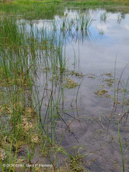 Ridge and Valley Calcareous Spring Marsh (Arrow-Arum - Loại Water Smartweed) – CEGL006244