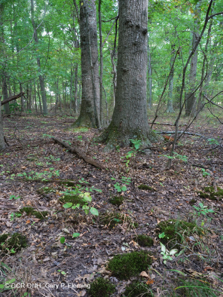 Đầm lầy Piedmont Upland Depression (Loại Pin Oak - Sồi trắng đầm lầy) – CEGL004643