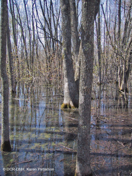 Đầm lầy trũng Piedmont Upland (Loại cây sồi liễu) – CEGL007403