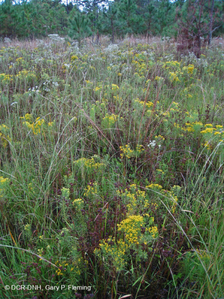 Đầm lầy Interdune (Loại hỗn hợp Rush) – CEGL004111