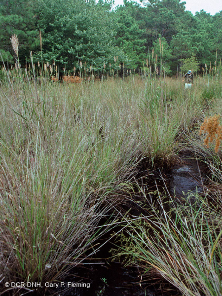 Rãnh/Ao Interdune (Loại cỏ lau) – CEGL004129