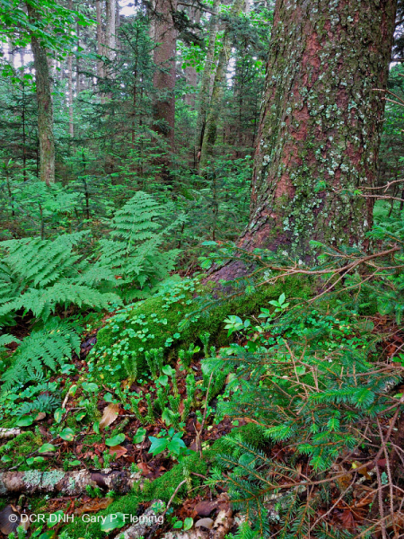 Rừng vân sam đỏ Appalachian phía Nam (Loại cây bụi rụng lá) – CEGL007131