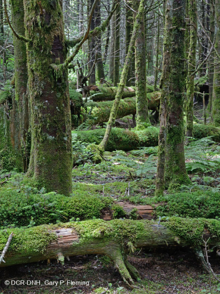 Rừng thông Fraser - CEGL006049