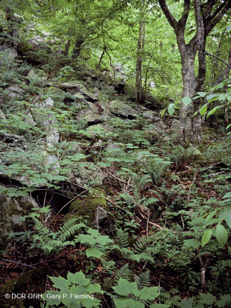 Rừng Boulderfield cao nguyên Trung Appalachian / Rừng cây – CEGL008504