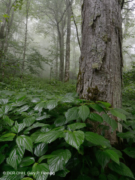 Rừng Rich Cove ở độ cao lớn phía Nam Appalachian – CEGL004973