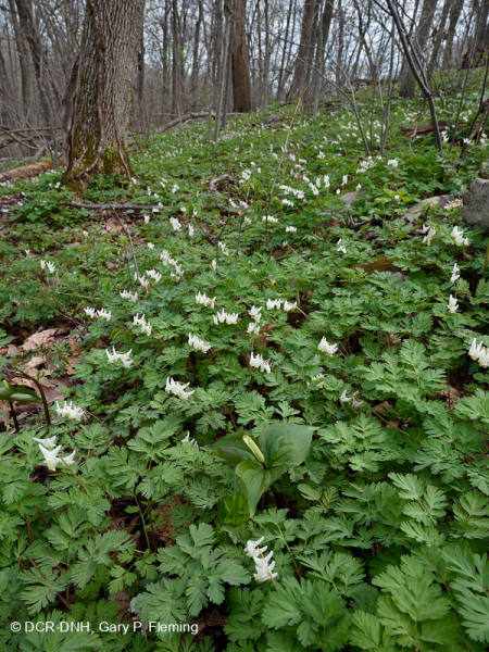 Rừng Appalachian Rich Cove (Cây hoa tulip - Loại gỗ cứng hỗn hợp) – CEGL007710