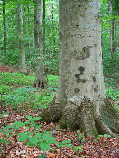 Rừng gỗ cứng hỗn hợp Mesic Piedmont / Đồng bằng ven biển phía Bắc – CEGL006075