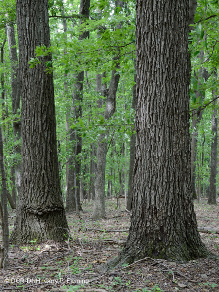 Inner Piedmont / Lower Blue Ridge Basic Oak - Rừng Hickory – CEGL008514