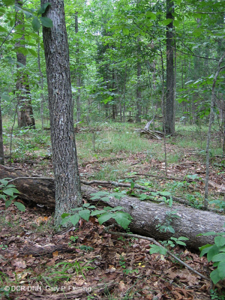 Northern Hardpan Basic Oak - Rừng Hickory – CEGL006216